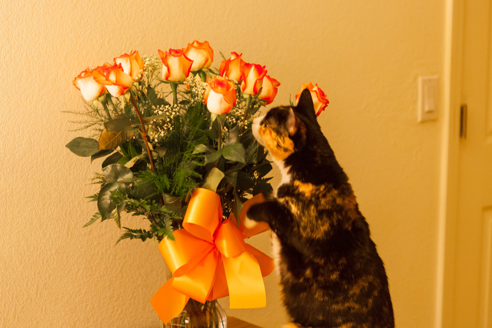 Dundun Loves Flowers